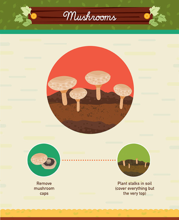 Regrown mushrooms from their stems:
