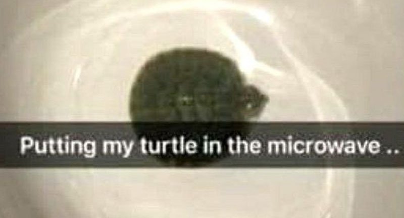 Teen Posts Sick Pictures Of Herself Microwaving Pet Turtle micro