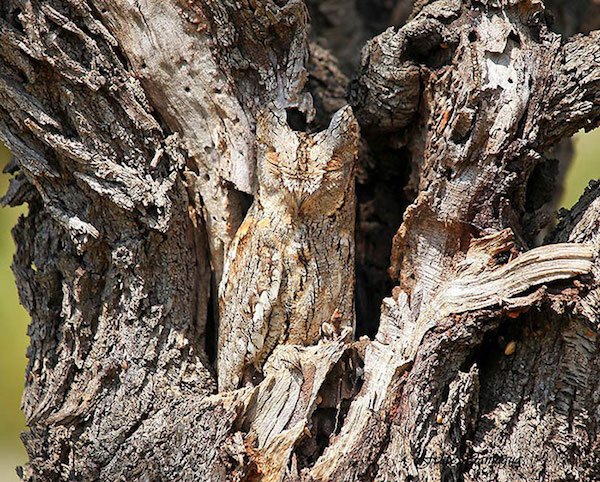 amazing wild animal camouflage nature 8 59258edad4f22  7001 Camo level: Expert. Can you spot them all? (30 Photos)