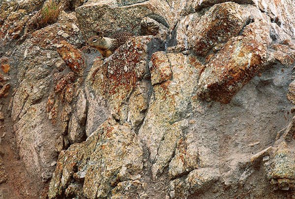 animal camo level expert can you spot them all 30 photos 23 Camo level: Expert. Can you spot them all? (30 Photos)