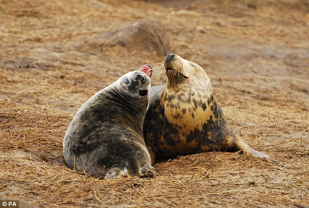 Scientists found that after the jabs, newly introduced seals instantly hit it off, seeking out each other's company and keeping physically close. Pictured is two wild grey seals from the study