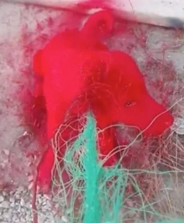 Stray dog bound in rope and sprayed with toxic paint