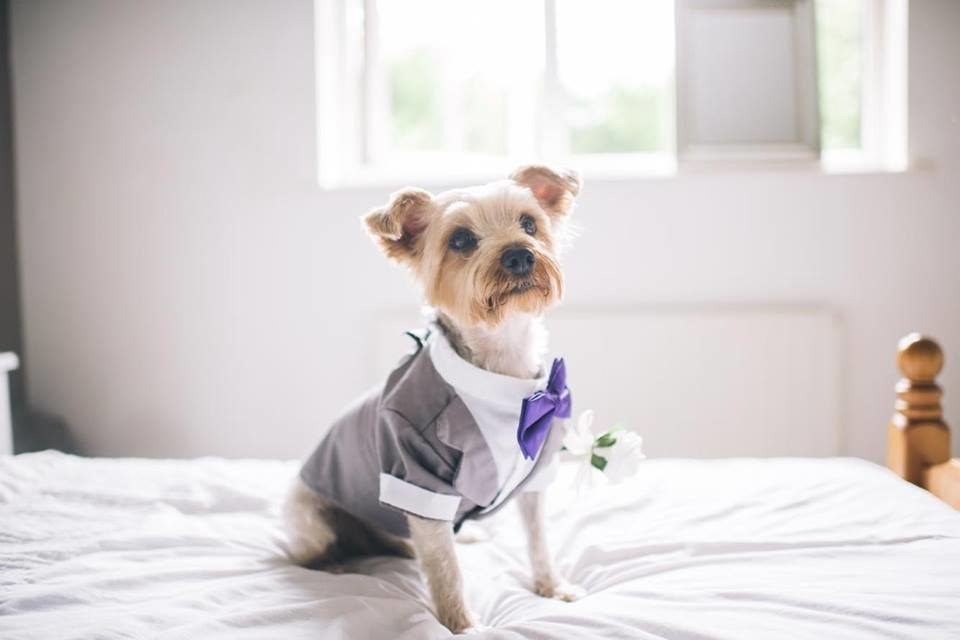 %e7%8b%97%e7%8b%97%e6%93%94%e4%bb%bb%e5%a9%9a%e7%a6%ae%e6%88%92%e7%8b%97