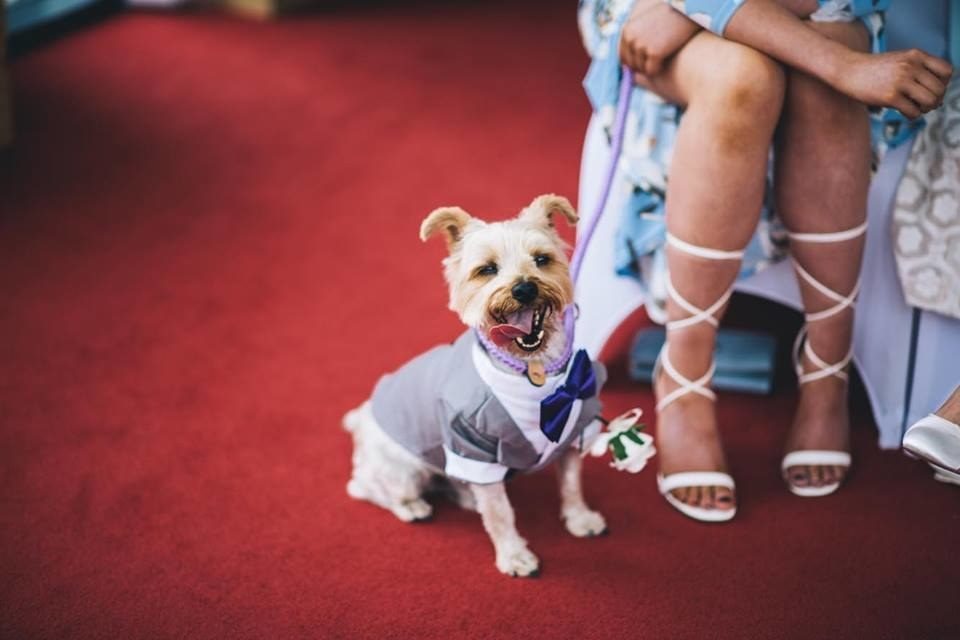 %e7%8b%97%e7%8b%97%e6%93%94%e4%bb%bb%e5%a9%9a%e7%a6%ae%e6%88%92%e7%8b%97