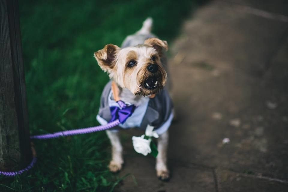 %e7%8b%97%e7%8b%97%e6%93%94%e4%bb%bb%e5%a9%9a%e7%a6%ae%e6%88%92%e7%8b%97