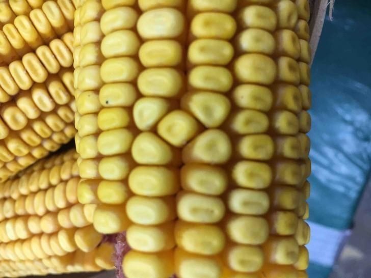 %e8%ae%8a%e5%bd%a2%e8%94%ac%e6%9e%9c