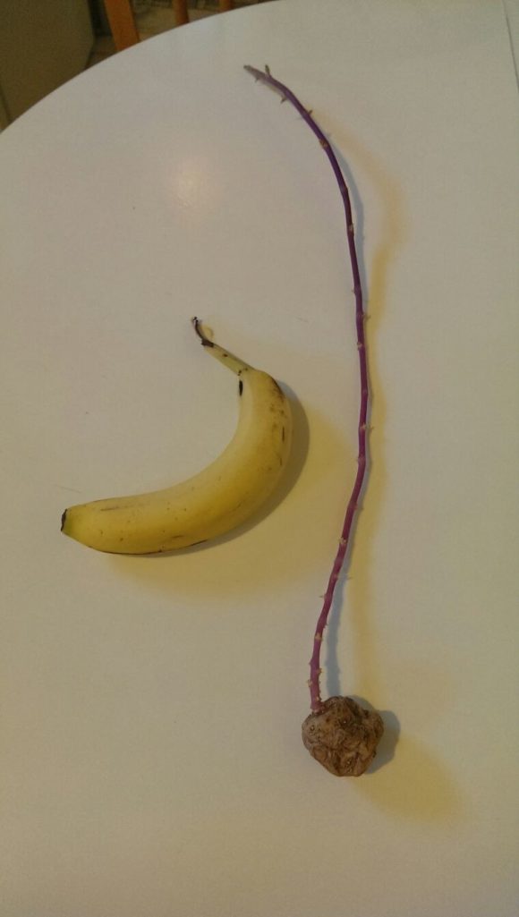 %e8%ae%8a%e5%bd%a2%e8%94%ac%e6%9e%9c