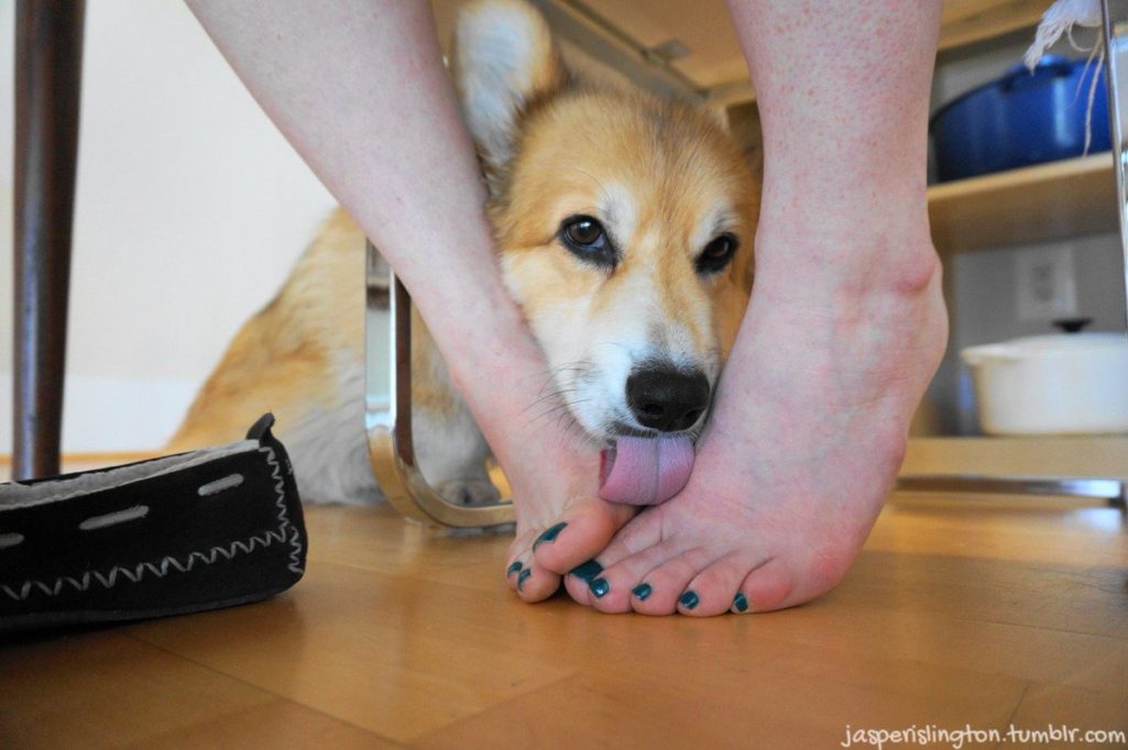 狗狗为什么那么爱「舔脚」？兽医：千万不要惩罚！