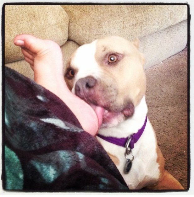 狗狗为什么那么爱「舔脚」？兽医：千万不要惩罚！