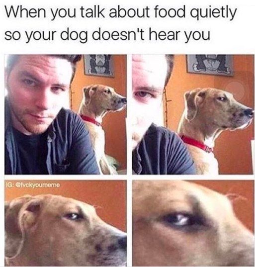 %e7%8b%97%e7%8b%97%e7%88%86%e7%ac%91%e5%9c%96