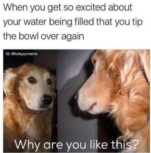 %e7%8b%97%e7%8b%97%e7%88%86%e7%ac%91%e5%9c%96