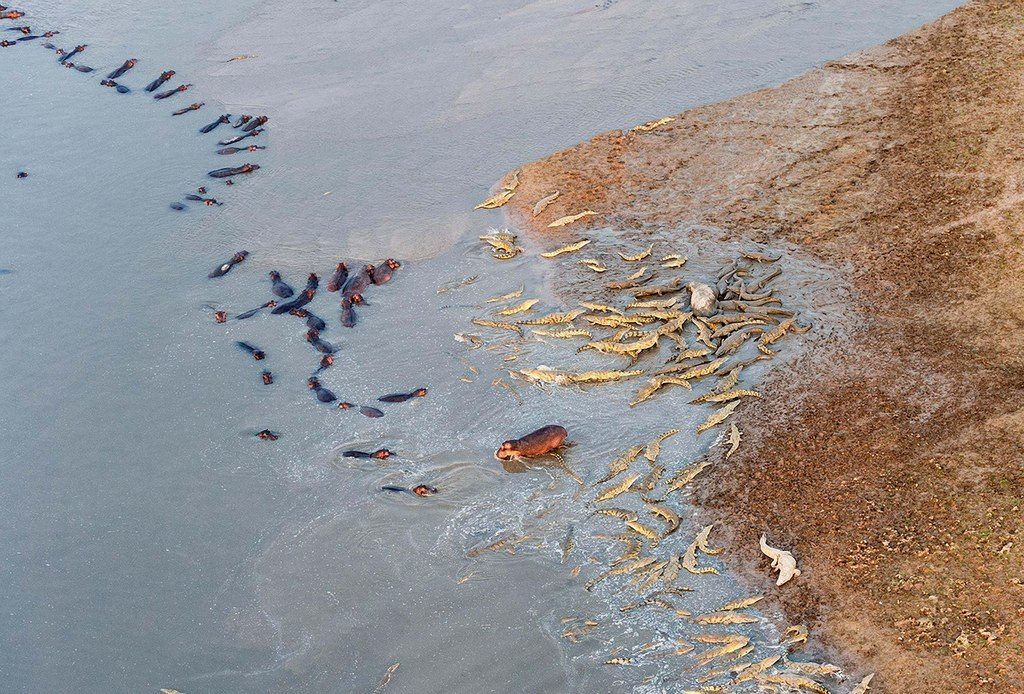 %e6%b2%b3%e9%a6%ac%e5%a4%a7%e6%88%b0%e9%b1%b7%e9%ad%9a