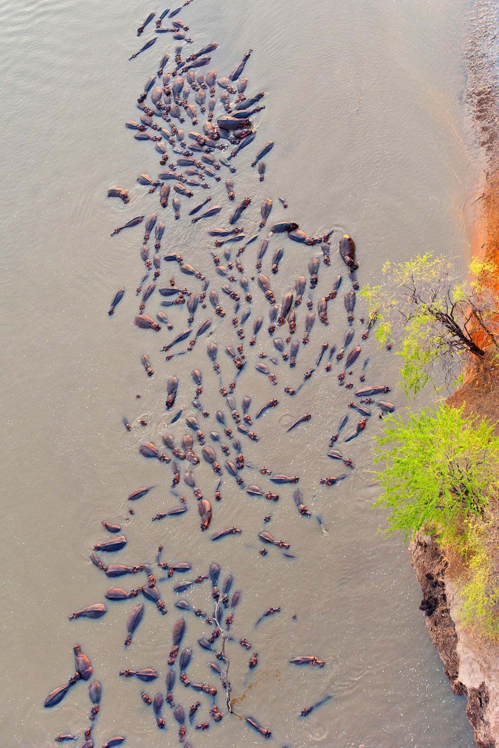 %e6%b2%b3%e9%a6%ac%e5%a4%a7%e6%88%b0%e9%b1%b7%e9%ad%9a