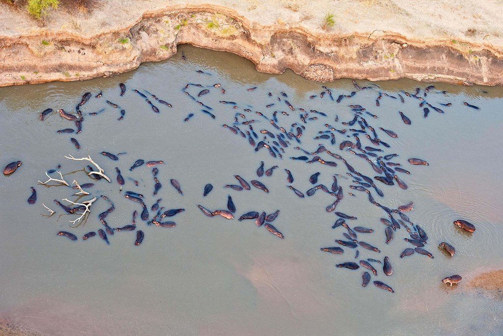 %e6%b2%b3%e9%a6%ac%e5%a4%a7%e6%88%b0%e9%b1%b7%e9%ad%9a