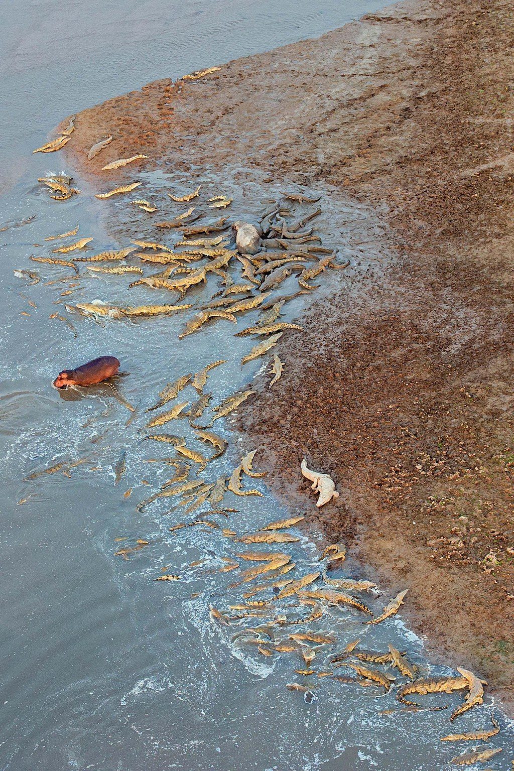 %e6%b2%b3%e9%a6%ac%e5%a4%a7%e6%88%b0%e9%b1%b7%e9%ad%9a