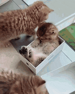 %e8%b2%93%e5%92%aa%e8%88%87%e7%9b%92%e5%ad%90