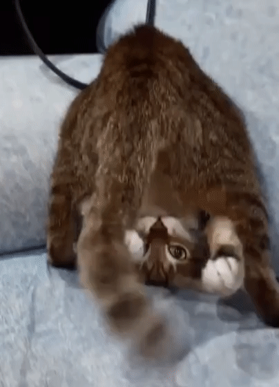 %e5%af%b5%e7%89%a9%e9%a9%9a%e5%96%9c%e6%97%a5%e5%b8%b8