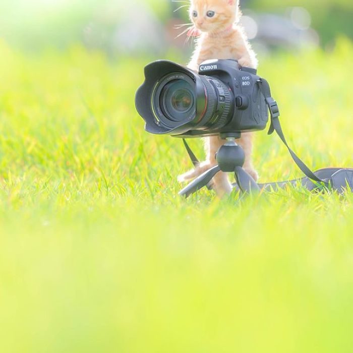 貓跟相機