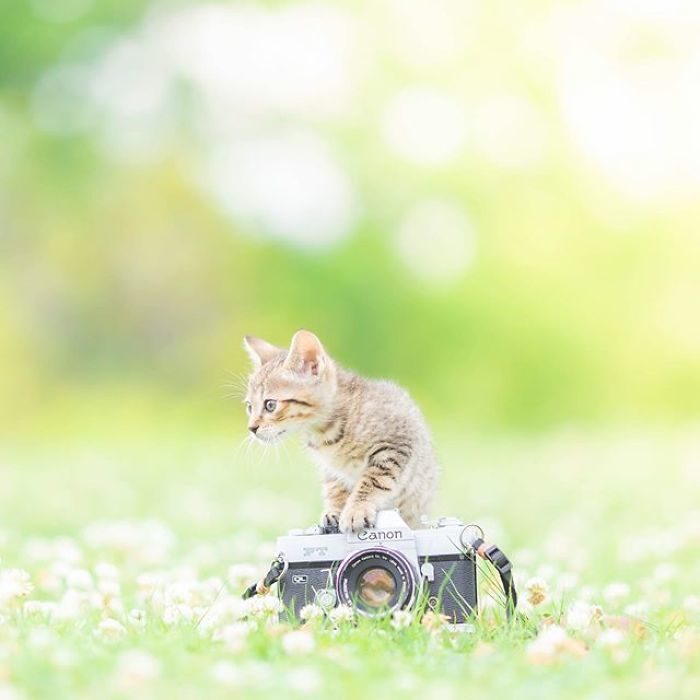 猫跟相机