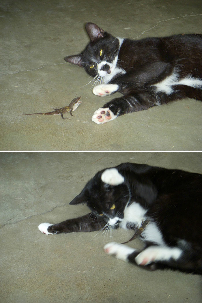貓與蜥蜴