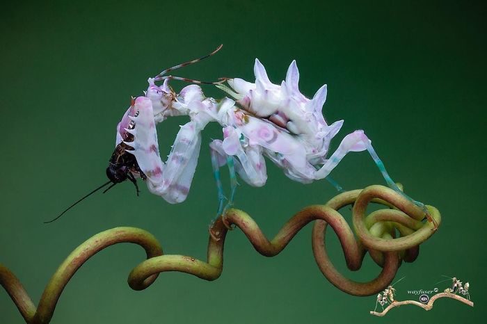 螳螂攝影