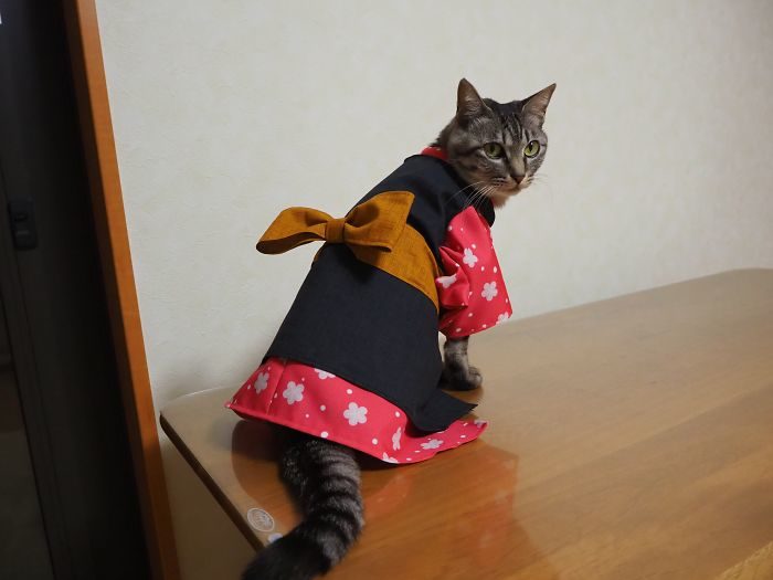 猫咪cosplay动漫人物