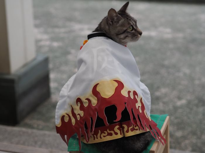 猫咪cosplay动漫人物