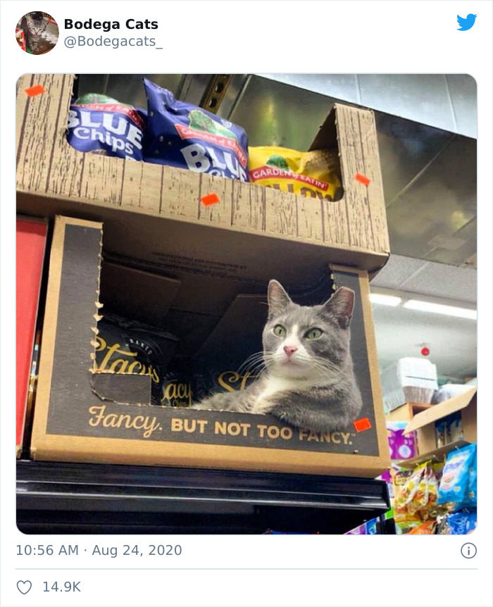 貓佔領超市