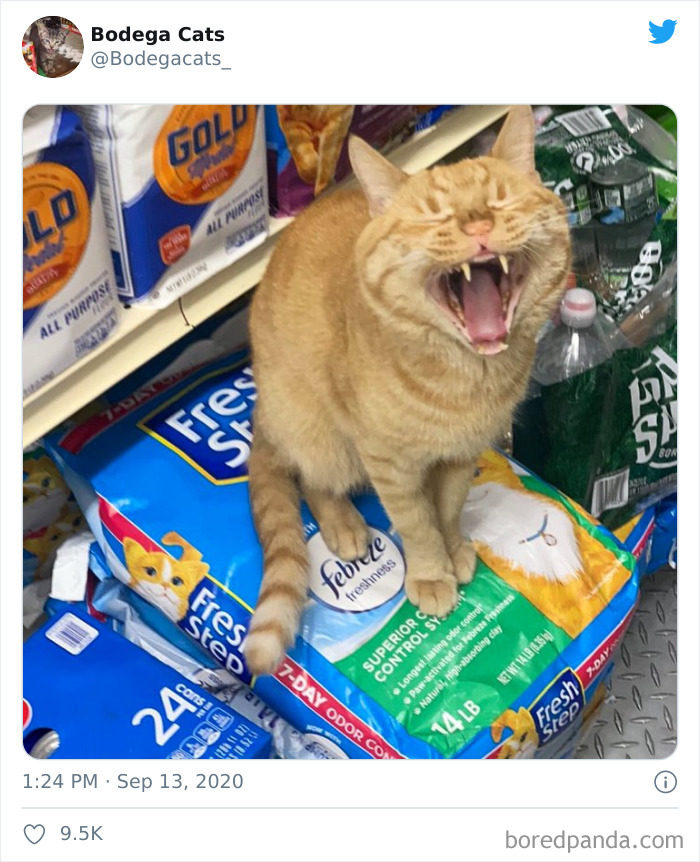 貓佔領超市