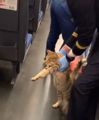 猫猫搭火车