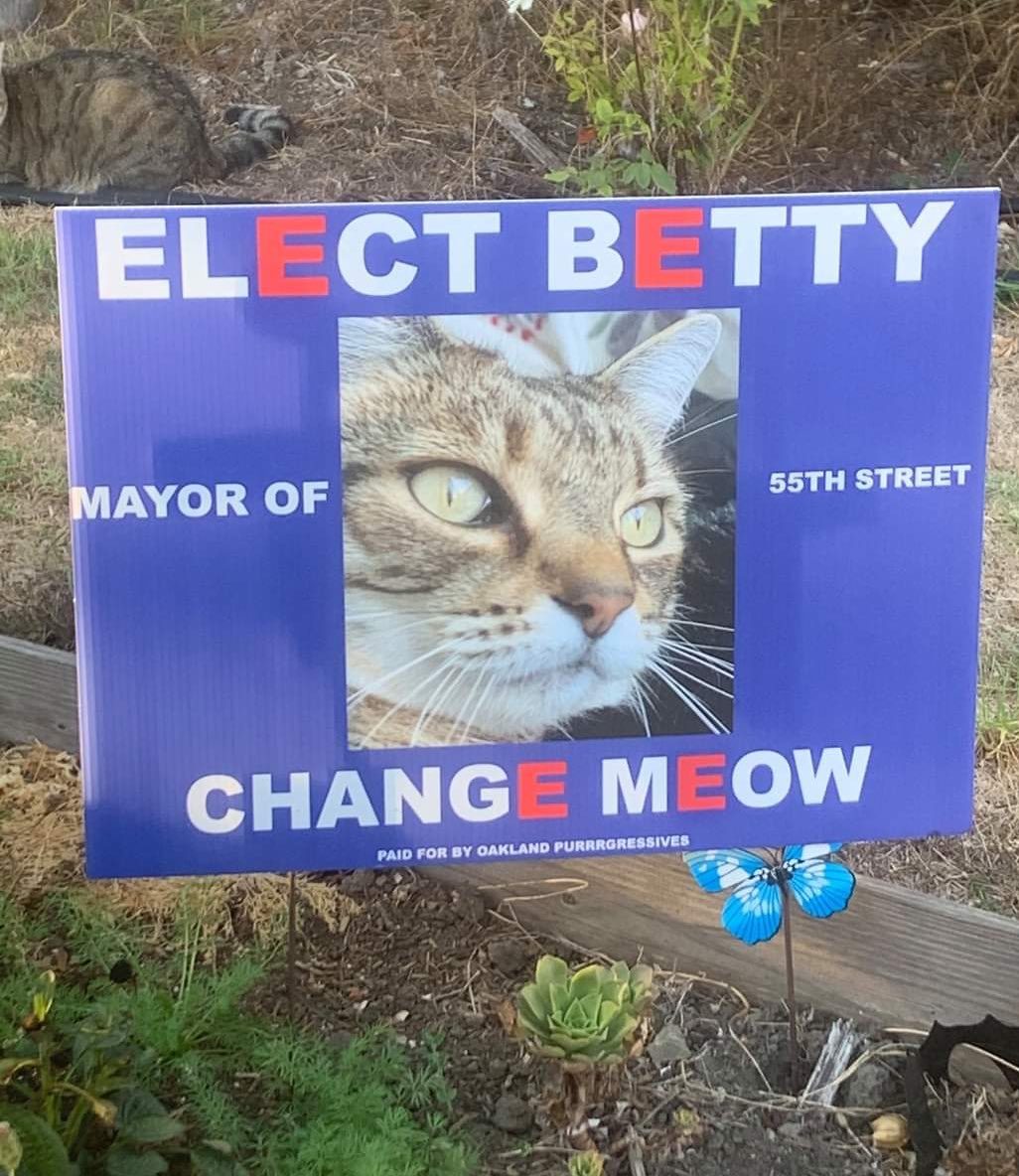 猫狗选市长