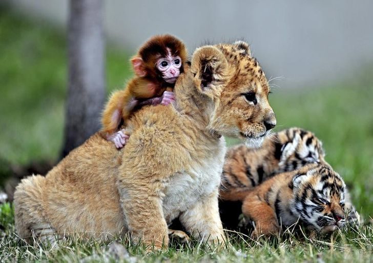 動物跨族群友誼