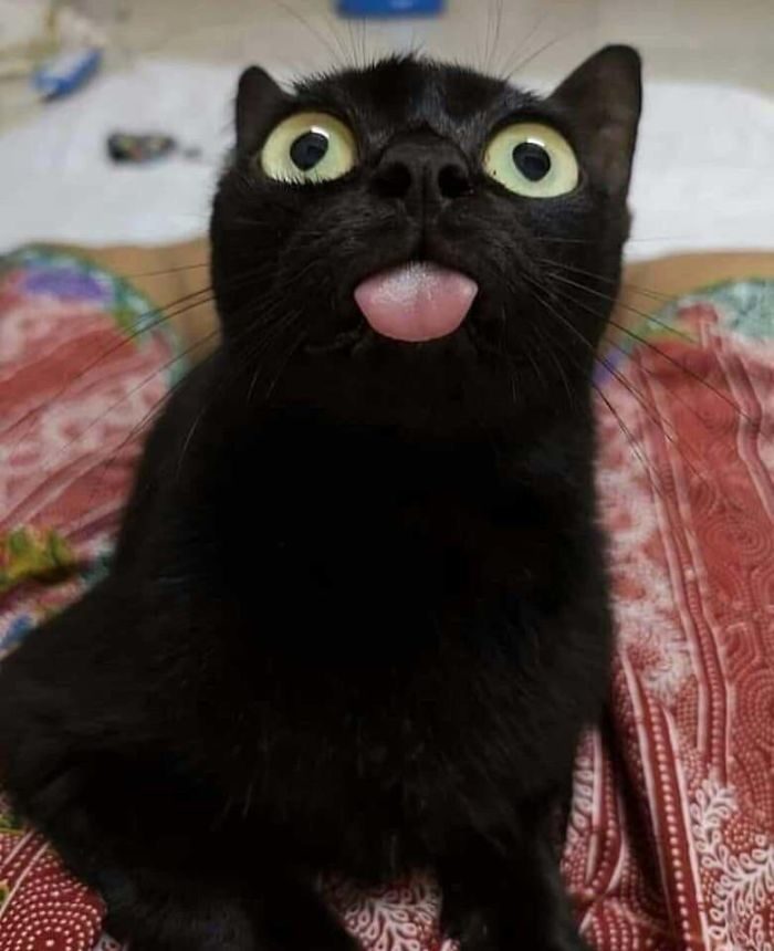 黑猫很赞