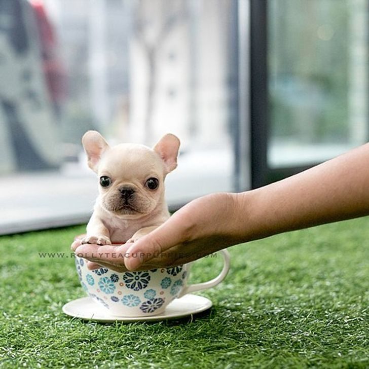 可爱茶杯犬