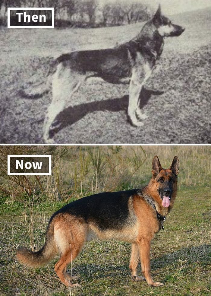 狗進化