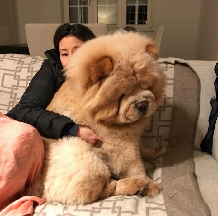 巨型狗狗