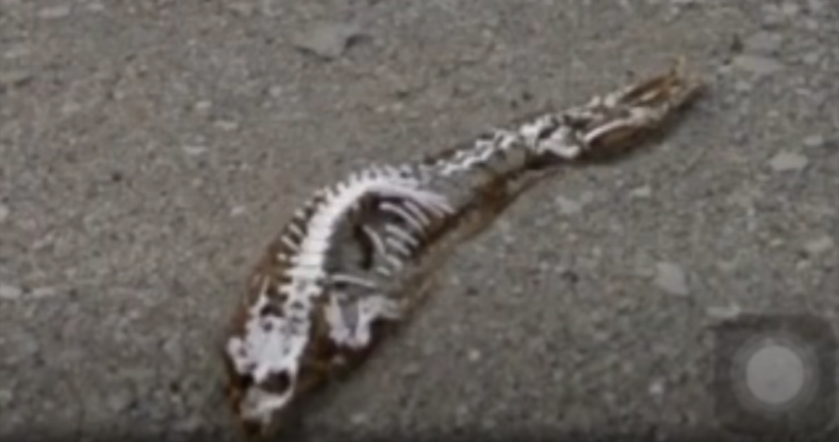 南極洲不明生物骸骨