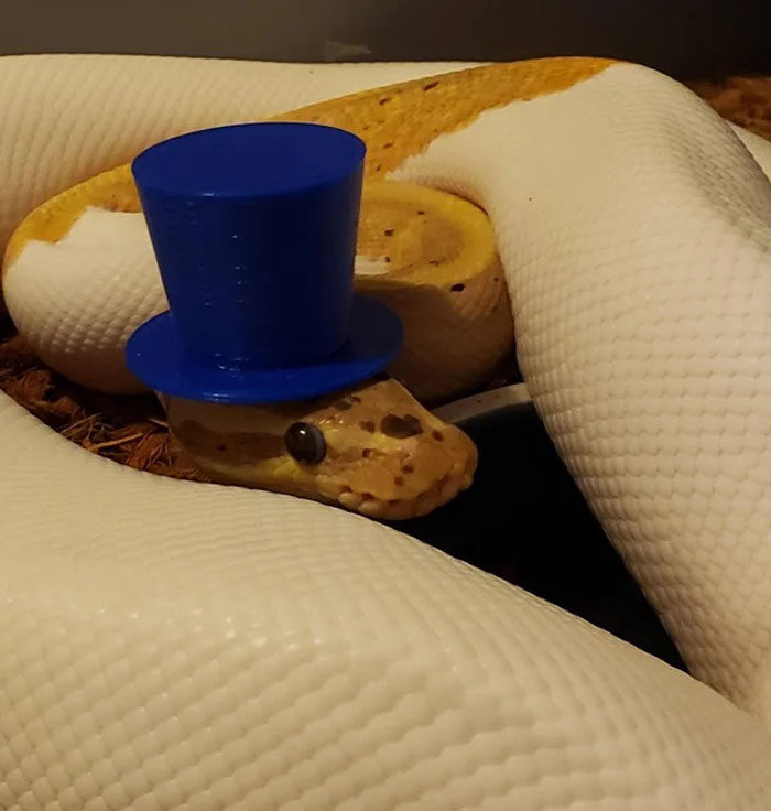 蛇戴帽子