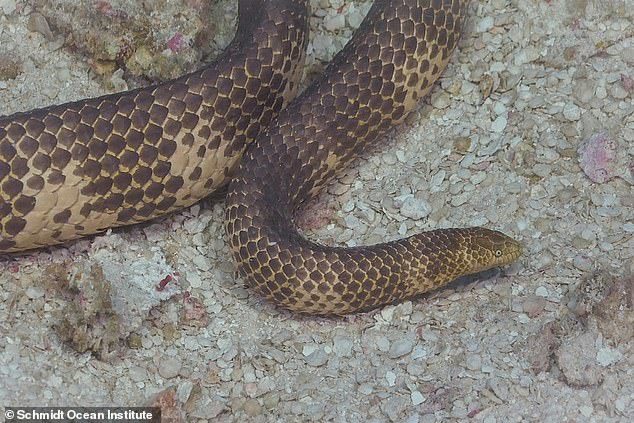 澳洲短鼻海蛇