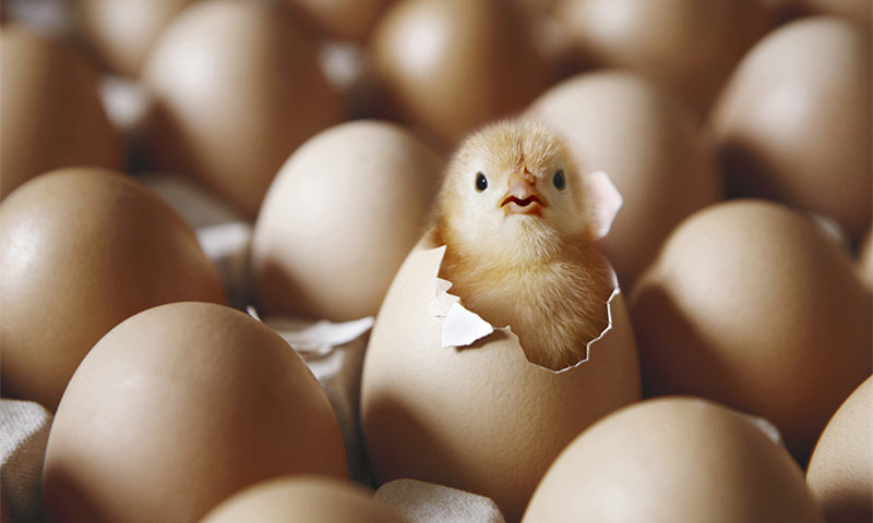 熟鸡蛋还原成生鸡蛋