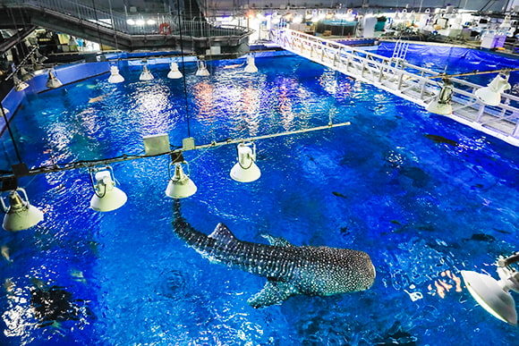 冲绳水族馆母鲸鲨病逝