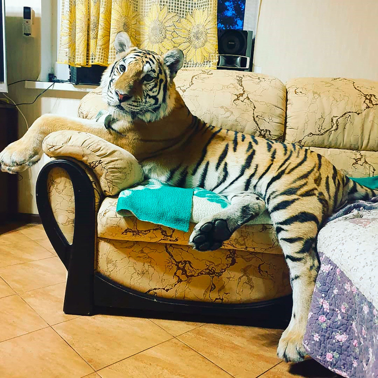 老虎變貓咪