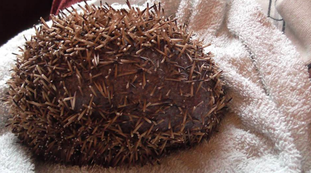 A hedgehog was rescued by a sanctuary after he was found with his spines cut off in the kitchen of a University of Sheffield hall of residence.