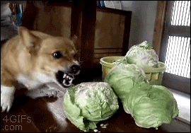 dog corgi cabbage angry attack
