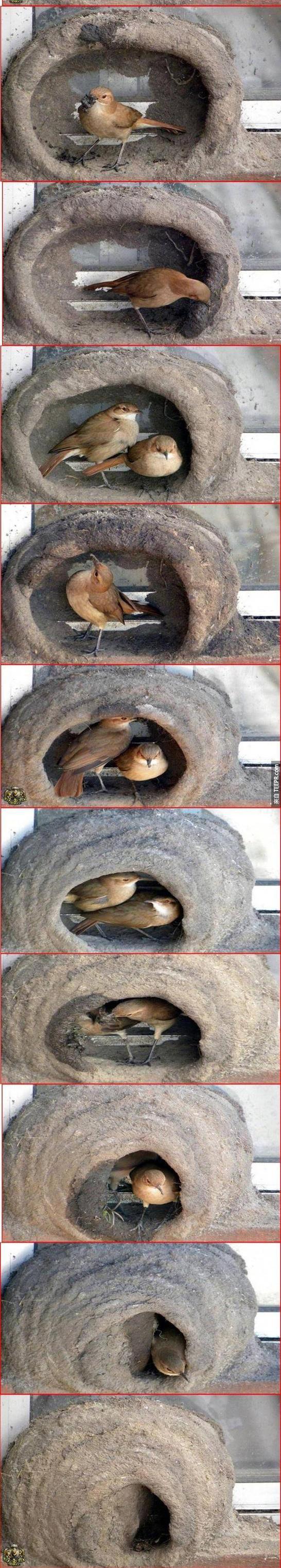 bird-nest2