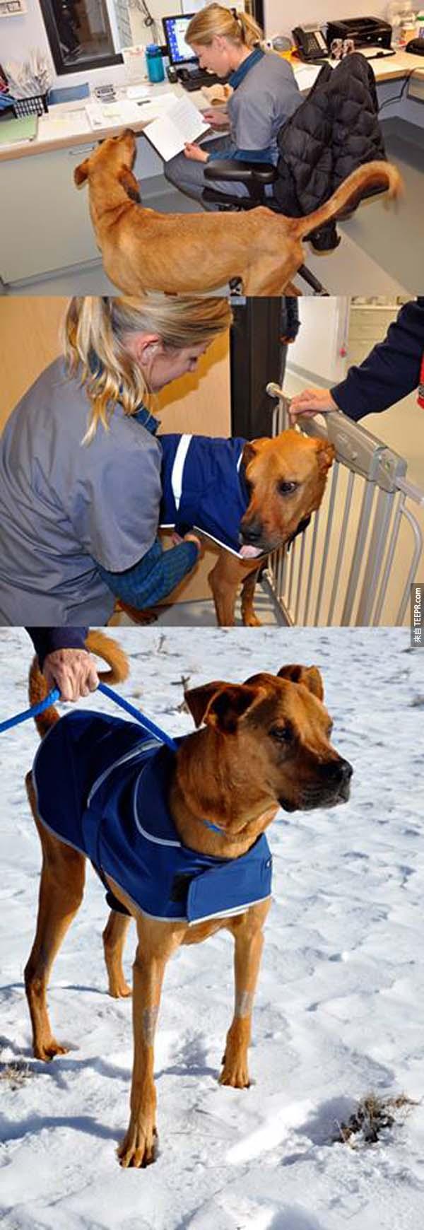 Once he gained a little weight, the dog was taken in by a foster family who had one goal: to fatten that pooch up!