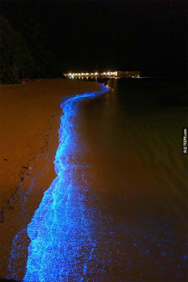 這些浮游植物散發出一股神奇類似項氖氣燈的藍光。