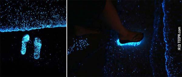 渦鞭毛藻是一種很常見的浮游植物。電子波讓他們的細胞膜散發出藍光。