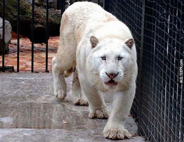 而且還有一隻超稀有的白老虎...