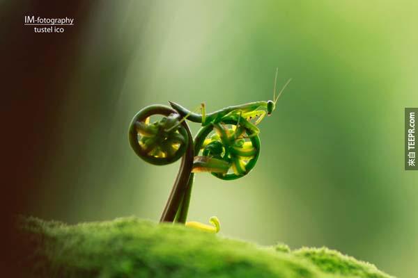 31.) 蟲自行車。